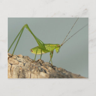 Postal Katydid Postcard.