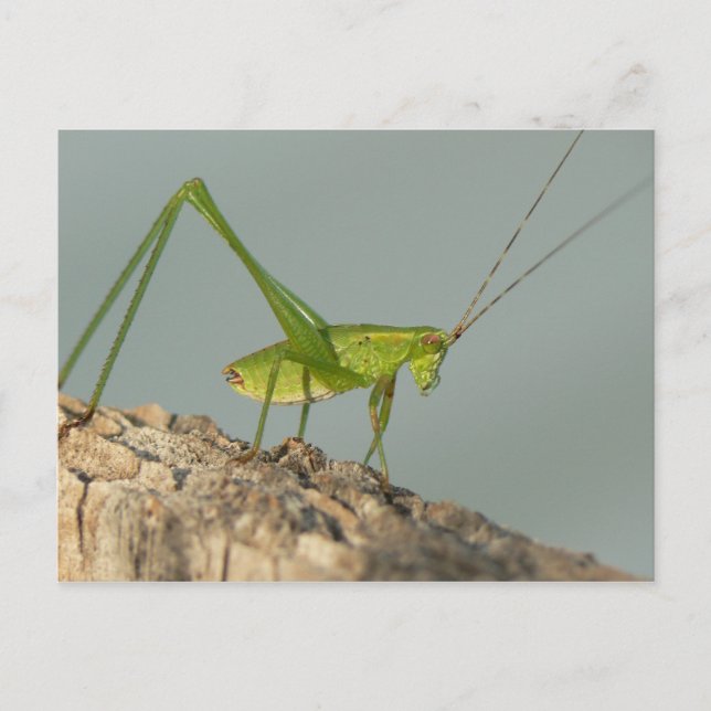 Postal Katydid Postcard. (Anverso)