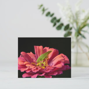 Postal Katydid sobre Zinnia