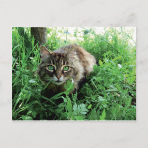 Postal Katze