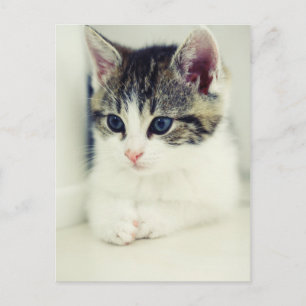 Postal katze