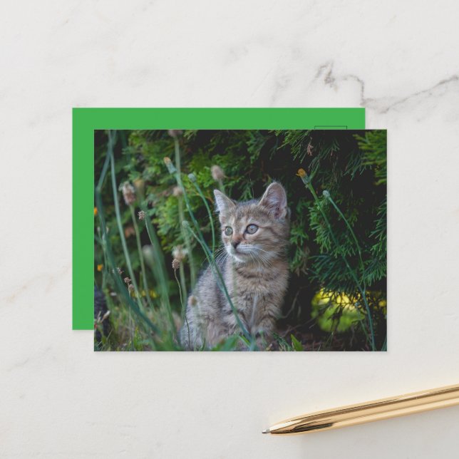 Postal Katze - Haustiere Karte (Anverso/Reverso In Situ)