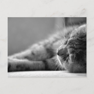 Postal Katze SW