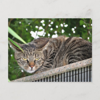 Postal Katze wird böse