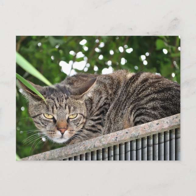 Postal Katze wird böse (Anverso)