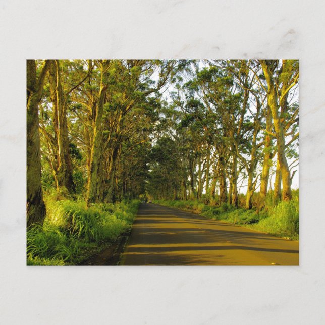 Postal Kauai - El camino a Poipu (Anverso)