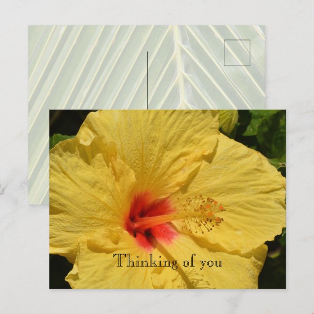 Postal Kauai Hawaii Flor amarilla Hibiscus (Anverso / Reverso)