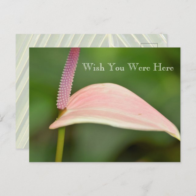 Postal Kauai Hawaii Flor de antrurio rosa (Anverso / Reverso)