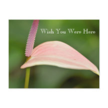 Kauai Hawaii Flor de antrurio rosa