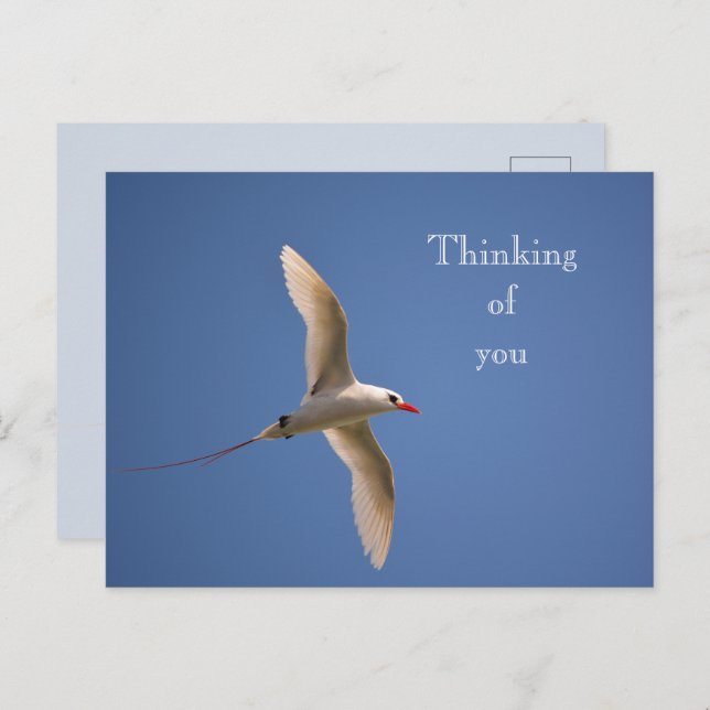 Postal Kauai Hawaii Kilauea Red Tailbird (Anverso / Reverso)