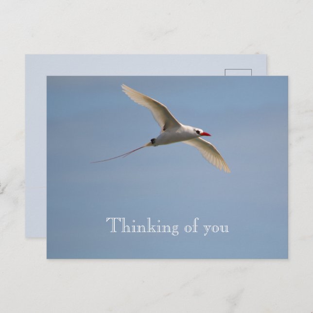 Postal Kauai Hawaii Kilauea Tropicbird rojo volador (Anverso / Reverso)