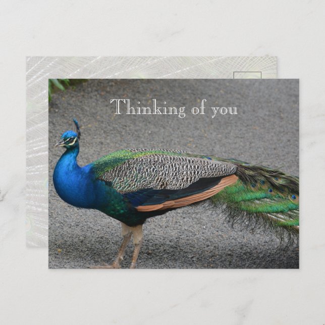 Postal Kauai Hawaii Peacock (Anverso / Reverso)