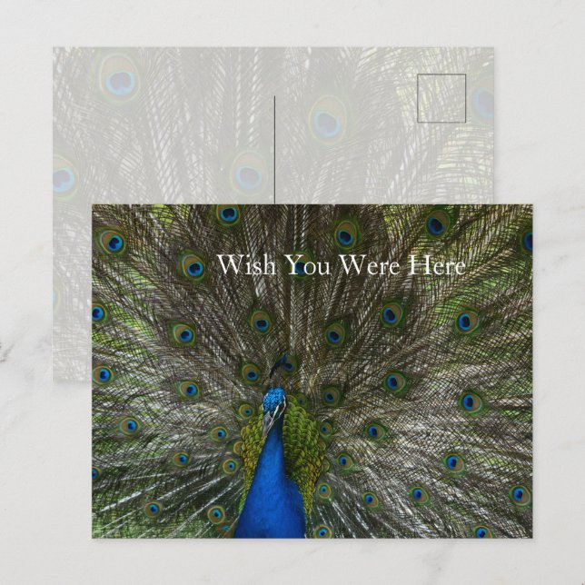 Postal Kauai Hawaii Peacock Feathers (Anverso / Reverso)