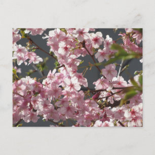 Postal Kawazu-zakura (Flor de Cerezo): Tokio