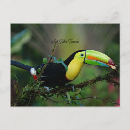 Postal Keel Billed Toucan, ave tropical