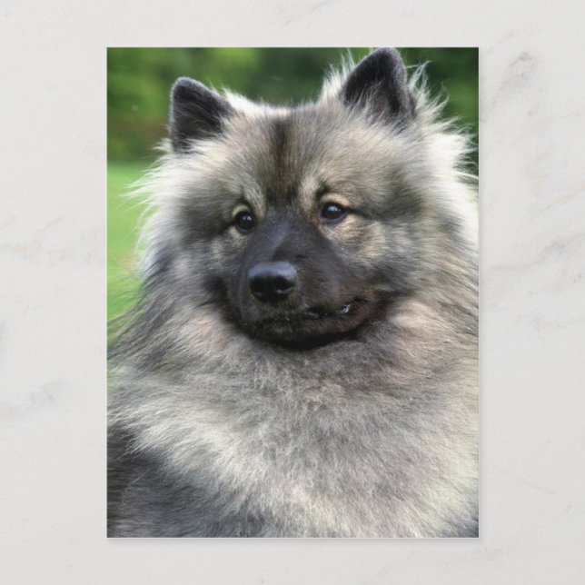 Postal Keeshond (Anverso)
