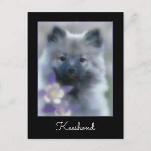 Postal Keeshond y Columbine - Fotografía de perro