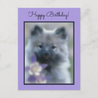 Keeshond y Columbine - Fotografía de perro