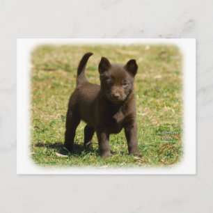 Postal Kelpie australiano 9P022D-025