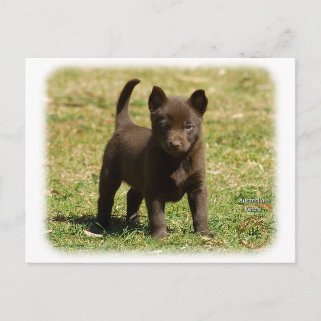 Postal Kelpie australiano 9P022D-025 (Anverso)