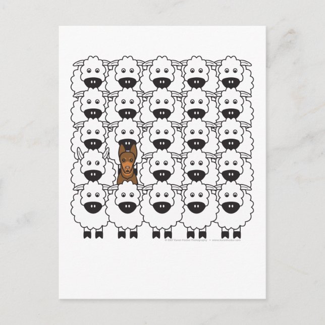 Postal Kelpie australiano en oveja (Anverso)