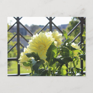 Postal Kelvin Floolight Dinnerplate Dahlia