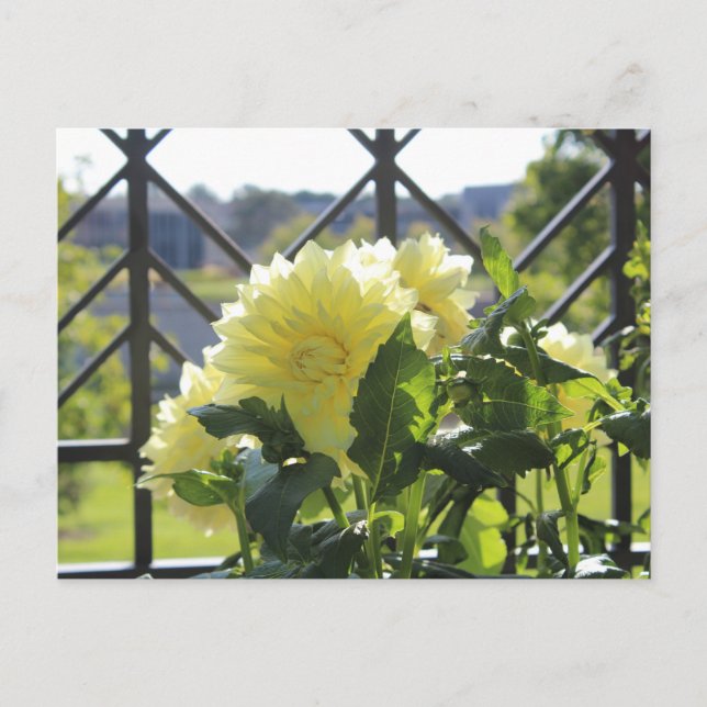 Postal Kelvin Floolight Dinnerplate Dahlia (Anverso)