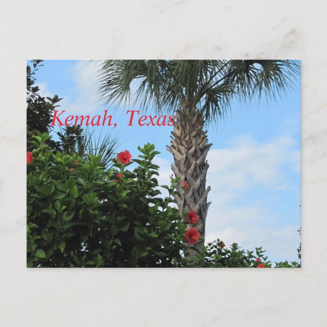 Postal Kemah, Texas-Tropical Palm Postcard (Anverso)