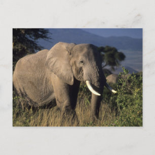 Postal Kenia: Amboseli, elefante africano macho