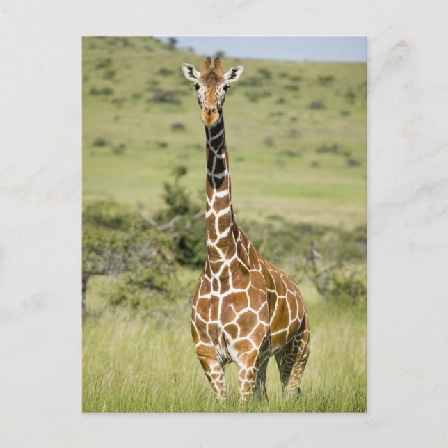 Postal Kenia, Lewa Conservancy, Masai Giraffe de pie (Anverso)