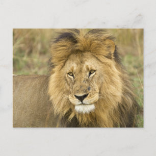 Postal Kenia Masai Mara