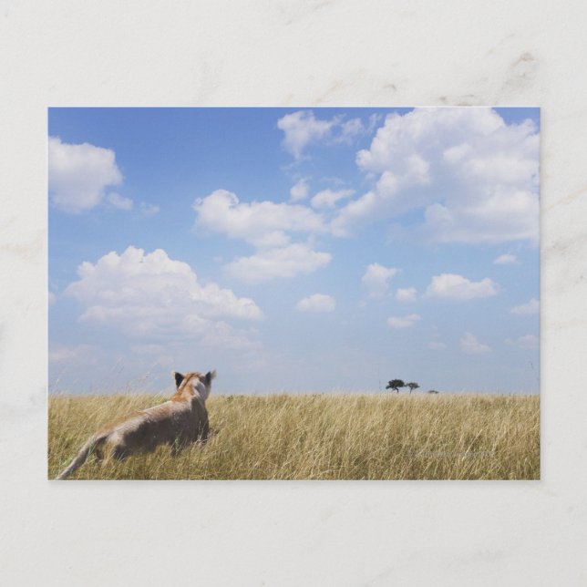 Postal Kenia, Masai Mara (Anverso)