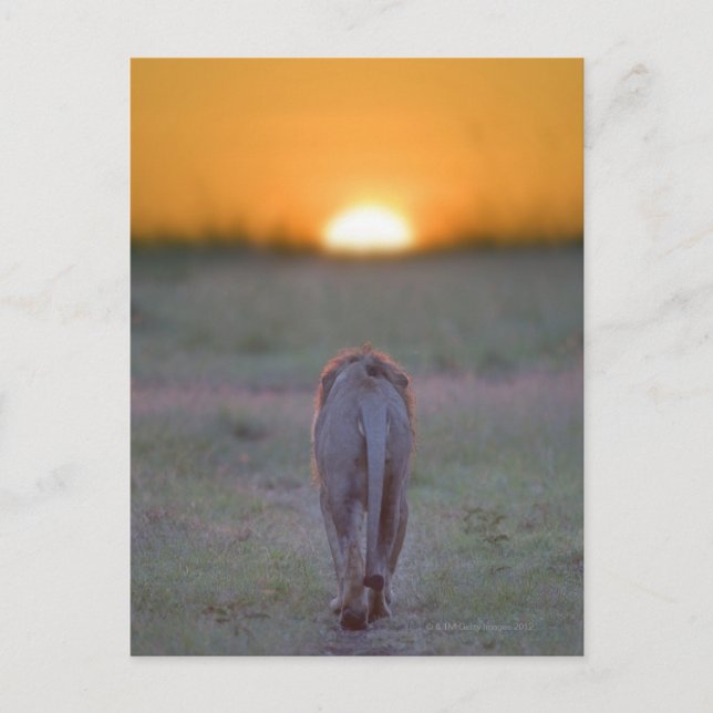 Postal Kenia, Masai Mara (Anverso)