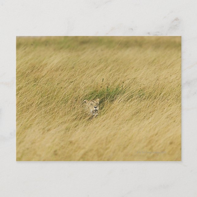 Postal Kenia, Masai Mara 2 (Anverso)