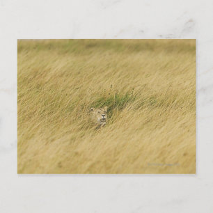 Postal Kenia, Masai Mara 2
