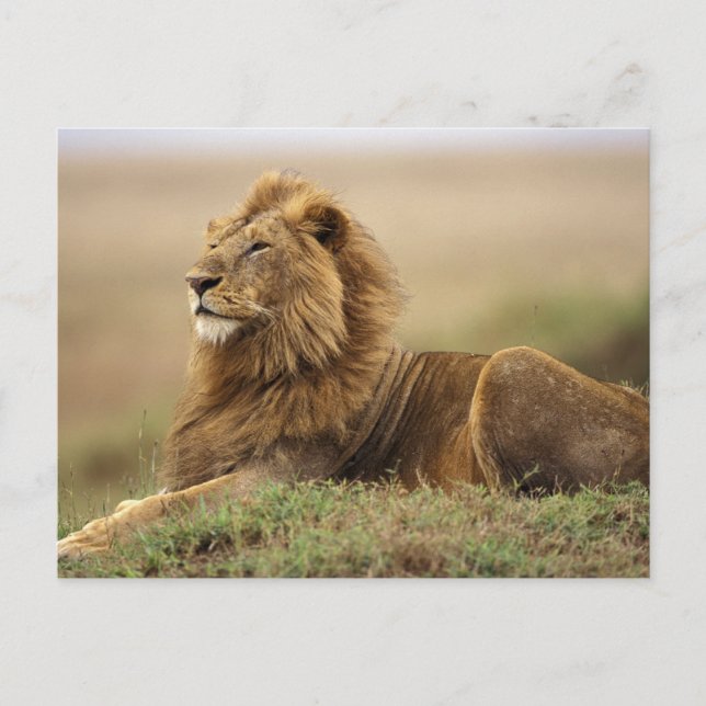 Postal Kenia, Masai Mara | León masculino (Anverso)