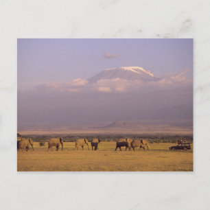 Postal Kenia: Parque Nacional Amboseli, Elefantes