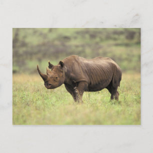 Postal Kenia, Parque Nacional de Nairobi. Rinoceronte neg