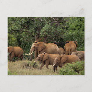 Postal Kenia: Parque Nacional de Tsavo East, manada Afric