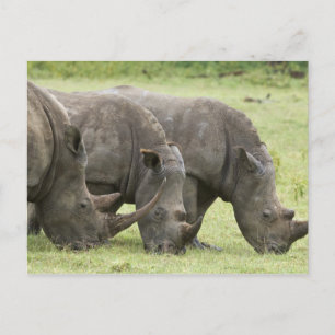 Postal Kenia, Parque Nacional del Lago Nakuru. Tres blanc