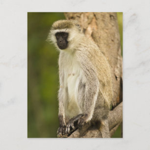 Postal Kenia, Parque Nacional del Lago Nakuru. Vervet