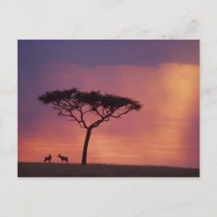 Postal Kenia: Parque Nacional Masai Mara, puesta de sol.