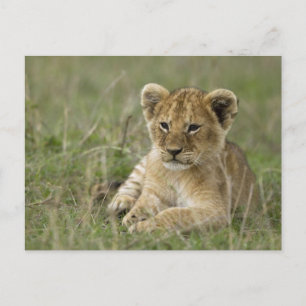 Postal Kenia, Reserva de caza Masai Mara. León africano