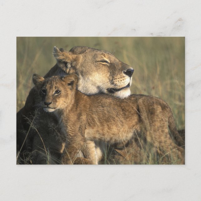 Postal Kenia, Reserva de caza Masai Mara, Leona (Anverso)