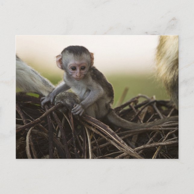 Postal Kenia, Reserva de Caza Samburu. Vervet Monkey (Anverso)
