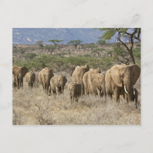 Postal Kenia, Reserva Nacional de Samburu. Elefantes
