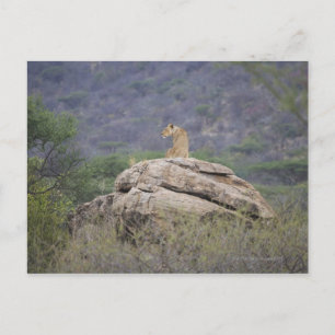 Postal Kenia, Reserva Natural de Samburu, león femenino e