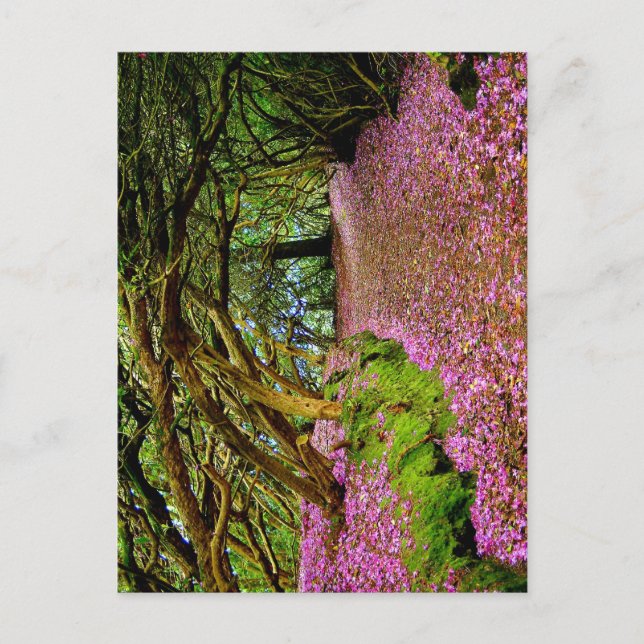 Postal Kenmare Fairy Road (Anverso)