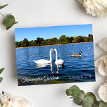 Postal Kensignton Gardens Pond | Parque real LONDON UK<br><div class="desc">Hermosos dos cisnes blancos nadando en el estanque redondo en Kensington Gardens Royal Park London UK - postal de fotografía - setiembre de 2019 - foto de Anka</div>
