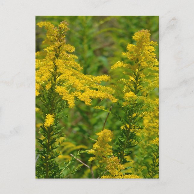 Postal Kentucky Goldenrod (Anverso)